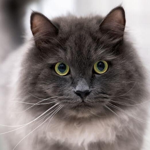 Nebelung Cat Breed Information Purina